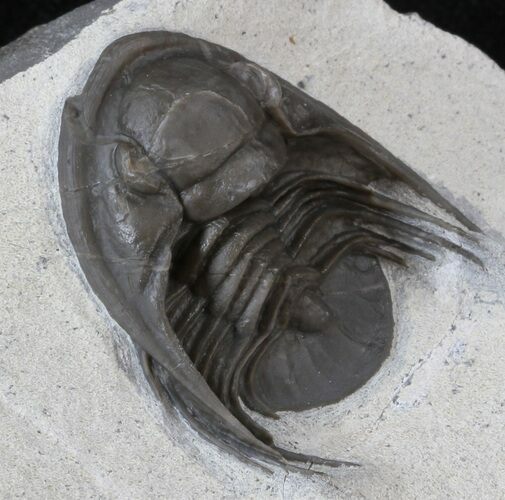 New, Undescribed Proetid Trilobite - Jorf Morocco #41774